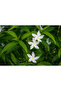 Jasmine Mogra 50CM - 4