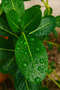 Jasmine Mogra 50CM - 2