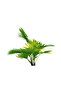 Livistona palm 45CM - 3