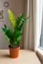Zamioculcas Zamiifolia or ZZ Plant | Zanzibar Gem 65 CM - 5