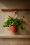 Hedera Helix (English Ivy) 30-40 CM - 4