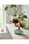 Succulent Aeonium Arboreum Potted Flower Decor 117 Pieces Bricks Building Block 3D Puzzle Toy - 2