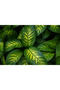 Dieffenbachia Camilla 25-30 CM - 2