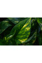 Dieffenbachia Camilla 25-30 CM - 3