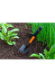 Hand Shovel with Soft Ergonomic Grip (40 x 9 CM) - 3