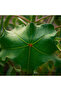 Jatropha Podagrica Plant 40-60CM - 3