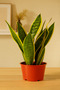 Snake Plant (Sansevieria) Plant 30-50 CM - 4