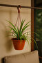 Chlorophytum Spider Plant 25-30 CM - 5
