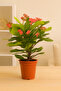 Euphorbia - 4