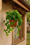 English Ivy in Hanging Pot | 25-30 CM - 5
