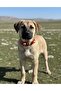 Genuine Buffalo Leather Puppy Kangal Collar Red Double Bell Adjustable - 2