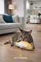 Cat Intelligence & Toy Set (8 Pieces) – Entertainment, Activity, and Reward Toys - 8