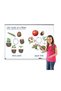 Plant life cycle - magnetic set - 2