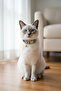 Jean Zilli Cat Collar - 2