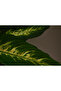 Dieffenbachia Compacta - 4