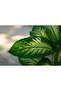Dieffenbachia Compacta - 2