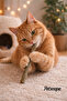 Matatabi Cat Chew Stick Natural Matatabi Cat Toy Natural Dental Chew Stick 12-Pack - 2