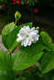 Jasmine Mogra 50CM - 3