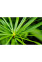 Cyperus Alternifolius or Umbrella Papyrus 40-50CM - 2