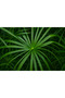 Cyperus Alternifolius or Umbrella Papyrus 40-50CM - 4