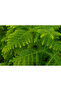 Asparagus Hanging - 3