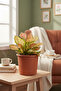 Aglaonema Red Siam 25- 30 CM - 4