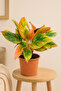 Aglaonema Pink Siam 25- 30 CM - 4