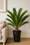 Cycas 50- 70 CM - 2