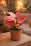 Aglaonema Pink 25- 30 CM - 5