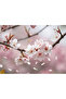 Botanical Body Butter Bamboo,Cherry Blossom,Vanilla 400 ml Body Cream - 7