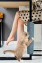 Elivorasell Bypet Cat Scratching Mat, Cat Scratcher That Can Be Attached to Any Table or Chair Leg, Available in All Sizes