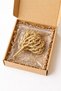 Chajarat Mariam (Maryam Flower) – Anastatica hierochuntica | Rose of Jericho Resurrection Plant - 2