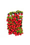 2-Pack Cherry Rubber Buckle - 4