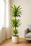 Dracaena Lemon Lime - Vibrant Indoor Air Purifier (Low Light) 100-120 CM - 3