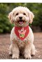 Mix Köpek Scarf Cat Scarf (2-15 kg) - 2