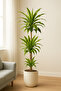 Dracaena Lemon Lime - Vibrant Indoor Air Purifier (Low Light) 100-120 CM - 2