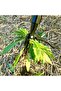 رأس أداة إزالة الأعشاب الضارة ذو 4 مخالب، أسود اللون، قطعة واحدة - أداة احترافية لاستخراج جذور الأعشاب الضارة الصعبة في الحدائق، تصميم مريح للحديقة - 4