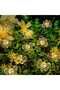 2Meter 20LED Warm White 1Pack Bee Fairy Lights Battery Operated Bee String Lights For Bedroom Plants - 2