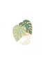 Brooch Plant