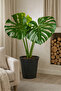 Monstera Big 100 CM (with plastic pot) Fresh Live Plant - 3