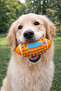 Pet Teeth Cleaning and Sound Toy Ball