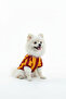 Cat-Dog Fan Jersey Yellow Red - Small Breed