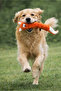 Foxy Squeaky Plush Dog Toy - Dog Toy with Fox Figure - 8