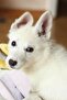 ® Shiny Metal Dog Comb Colorful Pet Dog Flea Grooming Comb Dog Hair Crawling - 6