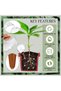 500ML Automatic Drip Irrigation System Self Watering Plant Watering Bulbs for Garden Flower Plant... - 5