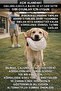 Conscious Dog Owner Package (Rooster + Bulut + Gloves + Blanket) - 5