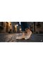 (Park Moda) Tulle Buckle Detailed Daily Women's Babet Bej - 3