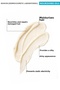 Nourishing Oils Hair Care Mask 225 ml – Intensive Care for Dry and Damaged Hair - 2