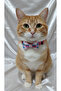 Pink Cat Collar with Bow Tie - Cat Collar with Adjustable Safety Buckle and Stylish Texture - 2