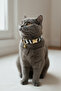 Zebra Zilli Cat Collar - 2
